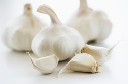 Dry Garlic