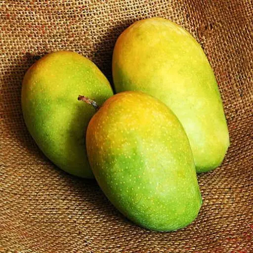 Kesar Mango